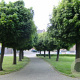 Ulmus minor 'Umbraculifera' 12-14 cm 35L 225 cm stam