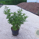 Vitex agnus-castus 60-80 cm 10L