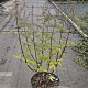 Vitex agnus-castus 60-80 cm 10L