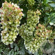 Hydrangea querc. 'Harmony' GM 3,0L leverbaar