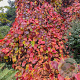 Vitis coignetiae 90-100 cm P17 Nl Greenlabel