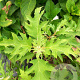 Hydrangea querc. Ice Crystal 80-100 cm 12L kegel