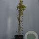 Abeliophyllum distichum 'Roseum' 125-150 cm 7,5L