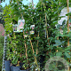 Akebia quinata 80 cm 2,0L