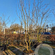 Amelanchier lamarckii 350-400 cm container meerstammig