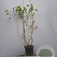 Aronia melanocarpa 80-100 cm 5,0L
