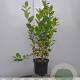 Aronia melanocarpa 80-100 cm 5,0L