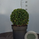 Buxus sempervirens 40 cm container bol