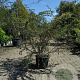 Cotoneaster franchetii 100-125 cm 20L