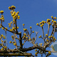 Cornus officinalis 'Robin's Pride' 150-175 cm 25L