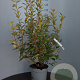 Elaeagnus ebb. 'Limelight' 80-100 cm 10L