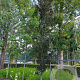 Fagus syl. 'Dawyck Purple' 18-20 cm container geveerd