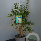Forsythia 'Goldrausch' 50-60 cm 6,5L