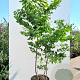 Gymnocladus dioica 300-350 cm container meerstammig