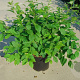 Halesia carolina 100-125 cm 12L