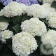 Hydrangea m. 'First White' GM