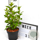 Hydrangea pan. Little Fresco 40-60 cm 3,0L