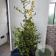 Ilex altacl. 'Golden King' 125-150 cm 20L