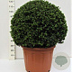 Ilex crenata 'Convexa' 80-90 cm cont. 110L bol