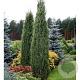 Juniperus comm. 'Arnold' 150-175 cm container meerstammig