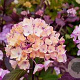Hydrangea s. 'Preziosa' GM 3,0L leverbaar