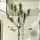 Malus 'Red Sentinel' 120 cm stam 12L