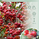 Malus 'Red Sentinel' 120 cm stam 12L