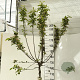 Malus 'Red Sentinel' 120 cm stam 12L