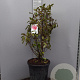 Magnolia 'Susan' 100-125 cm 35L
