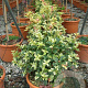Osmanthus heterophyllus 'Tricolor' 25 cm 2,0L