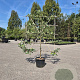 Pyrus communis 'Zoete Brederode' laagstam container LEIVORM