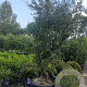 Quercus suber 200-300 cm cont. 110L meerstammig