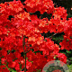 Rhododendron (AK) 'Fireball' 100-125 cm 10L