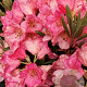 Rhododendron 'Wine & Roses' 80-100 cm 30L