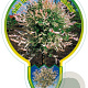 Salix integra 'Hakuro-nishiki' 120 cm stam 7,5L