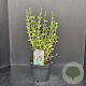 Syringa meyeri 'Palibin' 30-40 cm 5,0L