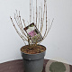 Syringa meyeri 'Palibin' 30-40 cm 5,0L