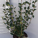 Syringa meyeri 'Palibin' 50-60 cm 5,0L