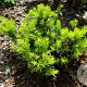 Taxus cuspidata nana 100-125 cm cont. 100L bonsai