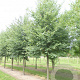 Tilia cordata 'Böhlje' 14-16 HO container