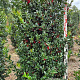 Ilex meserv. Blue Maid 160-180 cm draadkluit