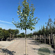 Acer freemanii Autumn Blaze 10-12 HO container