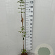 Acer griseum 125-150 cm 3,0L
