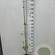 Acer griseum 150-175 cm 3,0L
