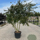 Acer palmatum 200-250 cm container meerstammig extra