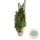 Ilex meserv. Heckenfee 150-175 cm met kluit extra