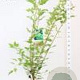 Acer tataricum ginnala 50-60 cm 3,0L struik