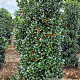 Ilex meserv. Heckenfee 160-180 cm draadkluit