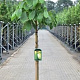 Asimina triloba 8-10 HO container