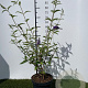 Buddleja d. 'Empire Blue' 60-80 cm 7,5L